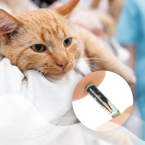 Implantación de Microchip con copago de $10.000