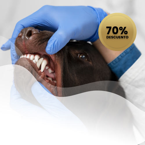 Asesoría Legal telefónica Perro