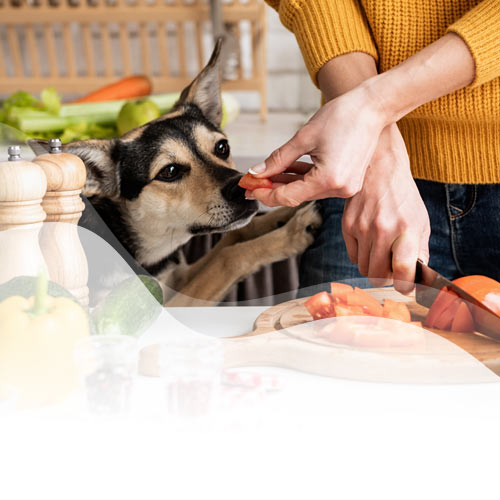 Asistencia nutricional Telefónica